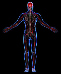 Circulatory system medical illustration