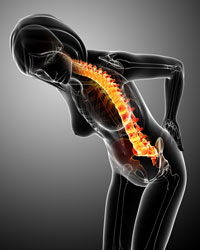 Leg and femur bone medical illustration