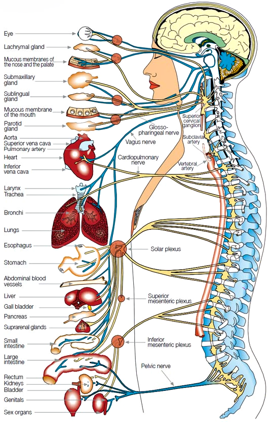 alt nervous system diag png